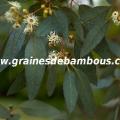 eucalyptus-gunnii-super-blue-site-www-grainesdebambous-com-2.jpg