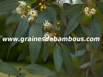 eucalyptus-gunnii-super-blue-site-www-grainesdebambous-com-2.jpg