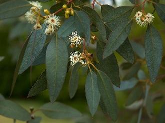 Graines d'Eucalyptus
