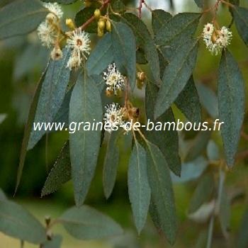 eucalyptus-gunnii-super-blue-www-graines-de-bambous-fr-1.jpg