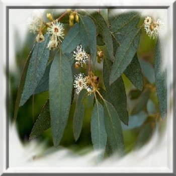 eucalyptus-gunnii-super-blue-www-graines-de-bambous-fr-www-grainesdebambous-com.jpg
