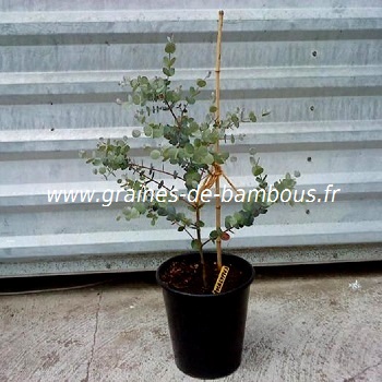 eucalyptus-niphophila-plant-www-graines-de-bambous-fr.jpg