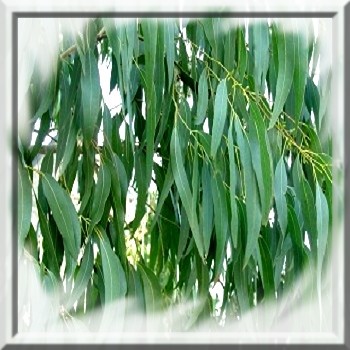 eucalyptus-niphophila-www-graines-de-bambous-fr-www-grainesdebambous-com.jpg