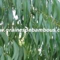 eucalyptus-niphophila-www-grainesdebambous-com-1.jpg