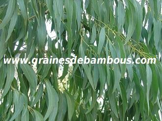 eucalyptus-niphophila-www-grainesdebambous-com-1.jpg