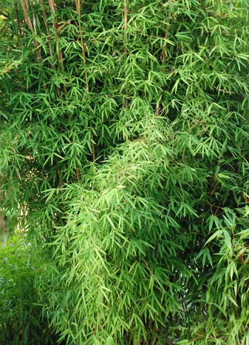 Bornbayb 100 Pieces Graines De Bambou Graines Jardin Exterieur Plantes Vertes Semences Darbres Multi Couleur 