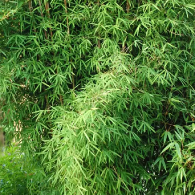 Fargesia angustissima graines de bambous fr 2