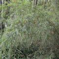 Fargesia angustissima graines de bambous fr