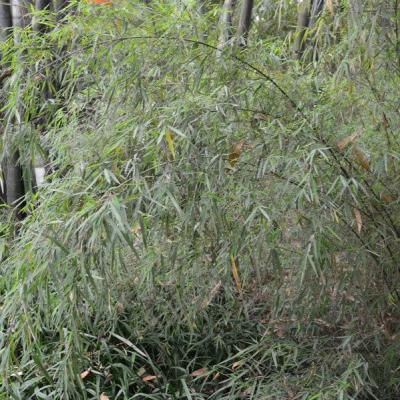 Fargesia angustissima graines de bambous fr