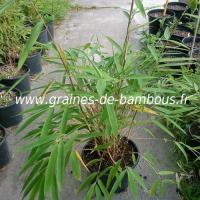 Fargesia gaolinensis bambou en pot
