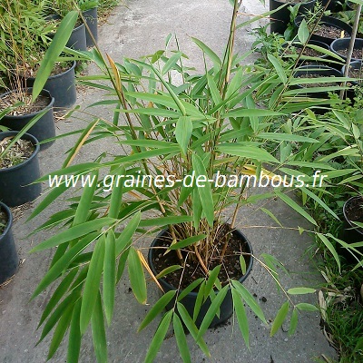 fargesia-gaolinensis-plant-www-graines-de-bambous-fr.jpg