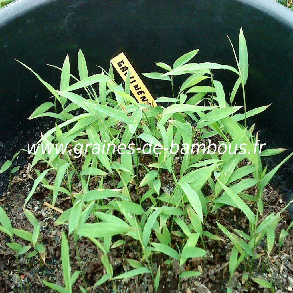 fargesia-gaolinensis-semis-www-graines-de-bambous-fr.jpg