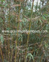 fargesia-gaolinensis-site-1.jpg