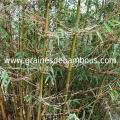 fargesia-gaolinensis-site-11.jpg