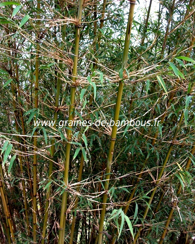 fargesia-gaolinensis-www-graines-de-bambous-fr-2.jpg