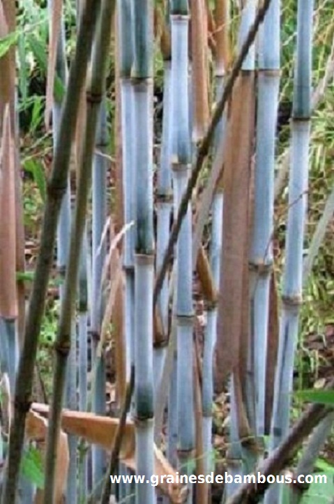 fargesia-papyrifera-site-7.jpg