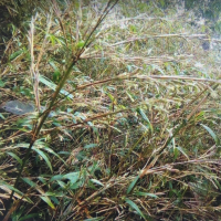Fargesia southern yunna graines de bambous fr