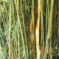 Fargesia sp guizhou graines de bambous fr