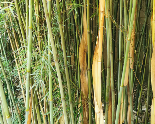 Fargesia sp guizhou graines de bambous fr