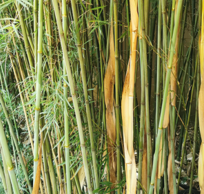 Fargesia sp guizhou graines de bambous fr