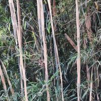 Fargesia sp yunnan graines de bambous fr