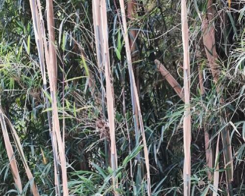 Fargesia sp yunnan graines de bambous fr