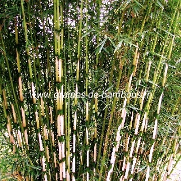 Fargesia sp yunnanensis www graines de bambous fr
