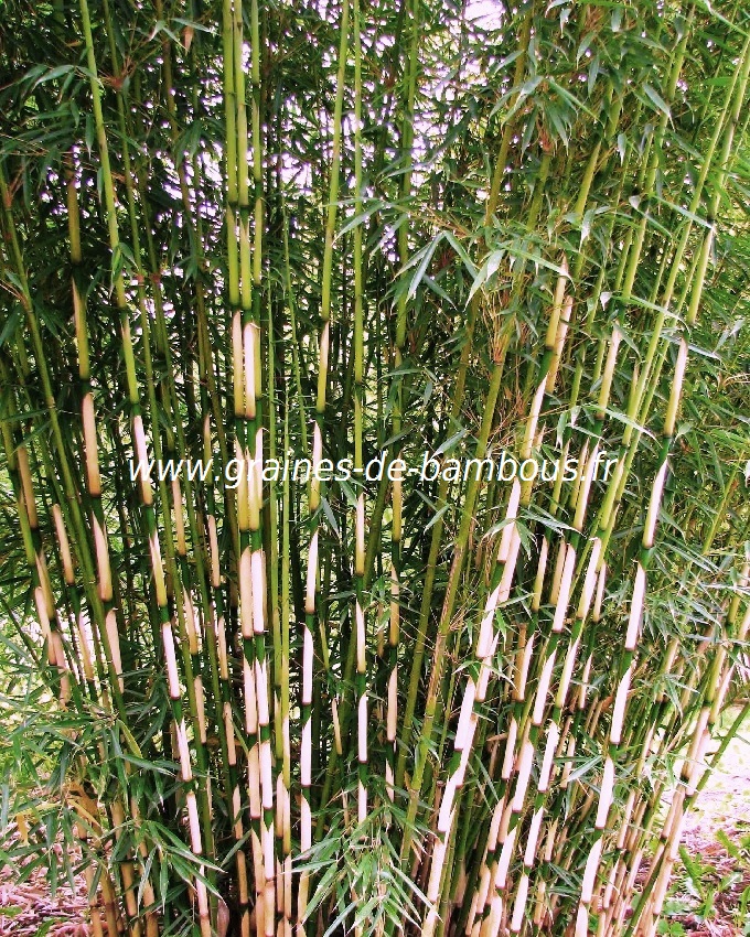 fargesia-yunnanensis-www-graines-de-bambous-fr-1.jpg