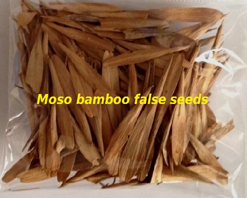False seeds bamboo moso phyllostachys pubescens