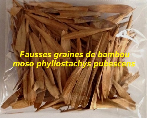 Fausses graines de bambou moso phyllostachys pubescens