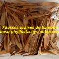 Fausses graines de bambou moso phyllostachys pubescens
