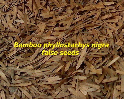 False seeds phyllostachys nigra