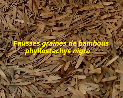 Fausses graines de phyllostachys nigra