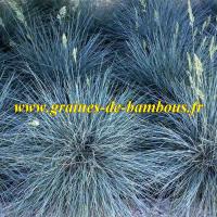 Festuca glauca graines