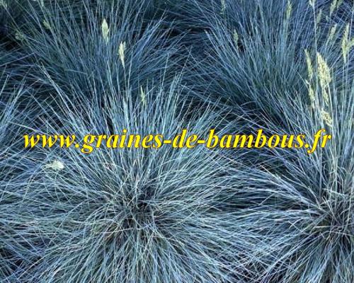 Festuca glauca graines