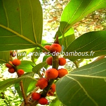 ficus-benghalensis-figuier-des-banyans-fruits-www-graines-de-bambous-fr.jpg