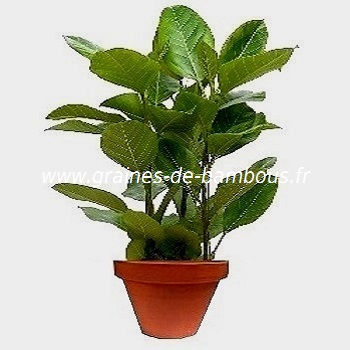 ficus-benghalensis-figuier-des-banyans-www-graines-de-bambous-fr.jpg