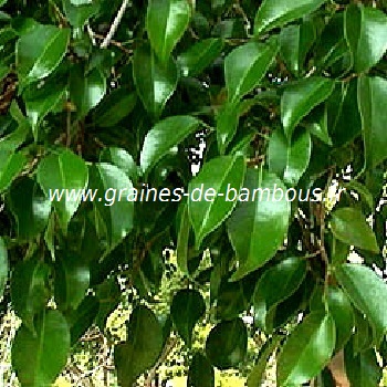 ficus-benjamina-figuier-pleureur-feuilles-www-graines-de-bambous-fr.jpg
