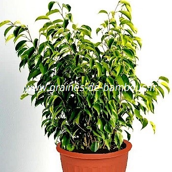 ficus-benjamina-figuier-pleureur-www-graines-de-bambous-fr.jpg