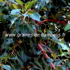 ficus-religiosa-www-graines-de-bambous-fr-1.jpg