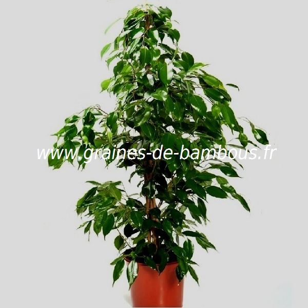 ficus-religiosa-www-graines-de-bambous-fr-2.jpg