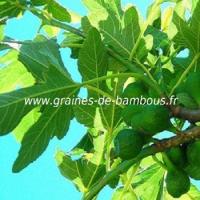 figuier-ficus-carica-fruit-www-graines-de-bambous-fr.jpg