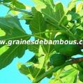 figuier-ficus-carica-www-grainesdebambous-com-1.jpg