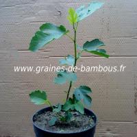 figuier-plant-ficus-carica-www-graines-de-bambous-fr.jpg