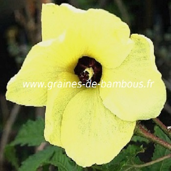 fleur-d-okra-www-graines-de-bambous-fr-1.jpg