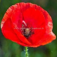 Fleur de coquelicot rouge