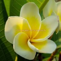 Fleur de frangipanier blanc et jaune
