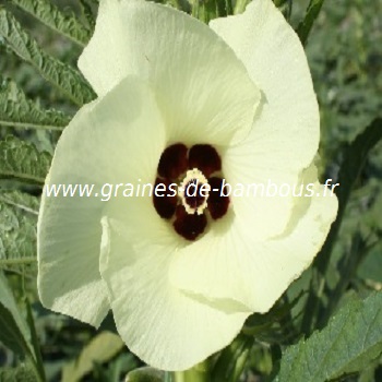 fleur-de-gombo-okra-www-graines-de-bambous-fr-1.jpg