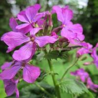 Fleur lunaria annua