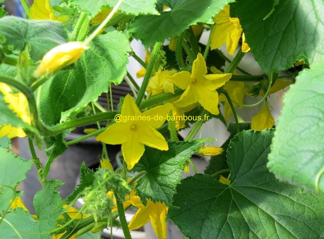 Fleurs concombre vert long de chine